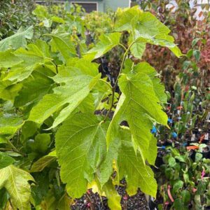 Maple Leaf Mulberry