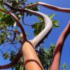Marina Madrone