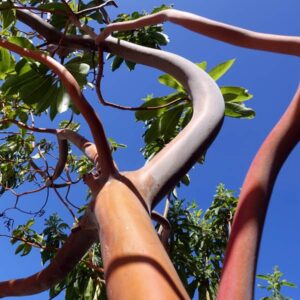 Marina Madrone