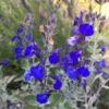 Marine Blue Sage