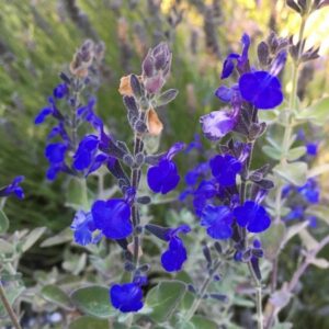 Marine Blue Sage