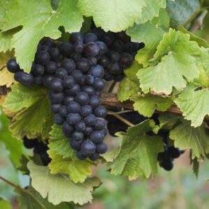 Mars Seedless Table Grape