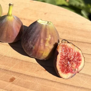 Marseilles Black Fig Tree