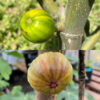 Martinenca Rimada Fig