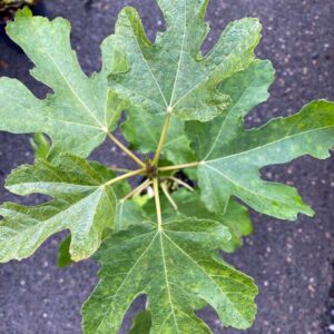 Mary Lane Fig