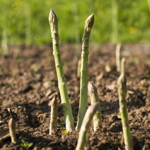 Mary Washington Asparagus