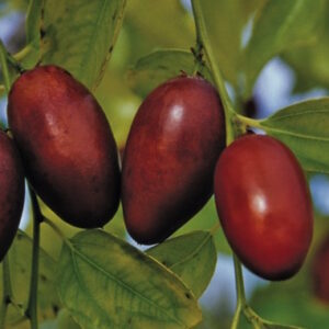 Massandra™ Jujube