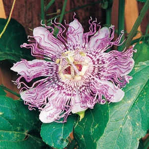 Maypop Passionflower Perennial Vine