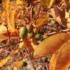Meader Female Hardy Kiwi