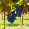 Merlot Wine Grape