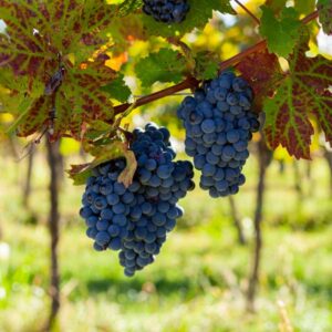 Merlot Wine Grape