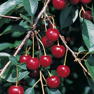 Meteor Pie Cherry