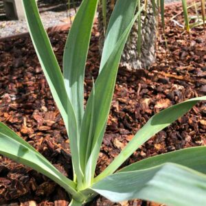 Mexican Lily