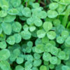Microclover