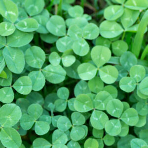 Microclover