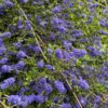 Midnight Magic Ceanothus