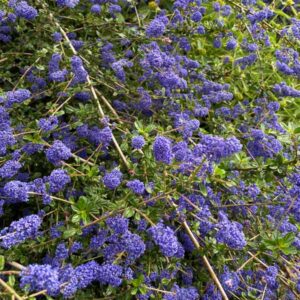 Midnight Magic Ceanothus