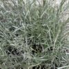 Miel et Curry Helichrysum