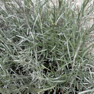 Miel et Curry Helichrysum