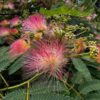 Mimosa Tree