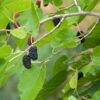 Mojo Berry Mulberry