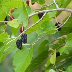 Mojo Berry Mulberry