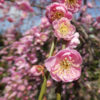 Mokel Japanese Flowering Plum