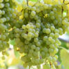 Moldovan White Muscat Table Grape
