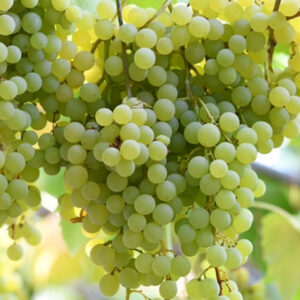 Moldovan White Muscat Table Grape