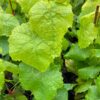 Monastery Muscat Table Grape
