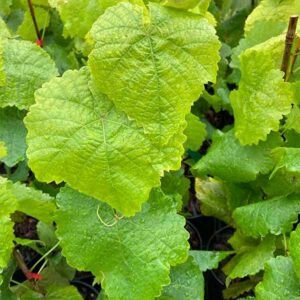 Monastery Muscat Table Grape