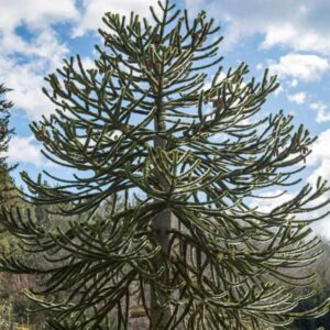 Monkey Puzzle