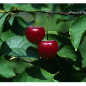 Montmorency Pie Cherry