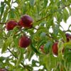 Morton Nectarine