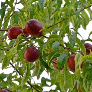 Morton Nectarine