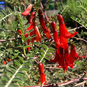 Mountain Cancer Bush