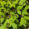 Mountain Huckleberry