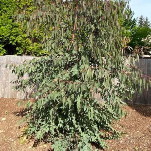 Mountain White Gum Eucalyptus