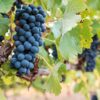 Mouvedre Wine Grape