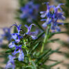 Mozart Rosemary