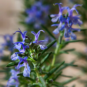 Mozart Rosemary