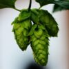 Mt Hood Hops