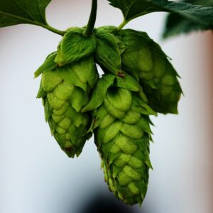 Mt Hood Hops