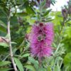 Mt. Drummer Bottlebrush