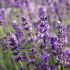 Munstead Lavender