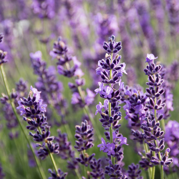 Munstead Lavender - One Green World
