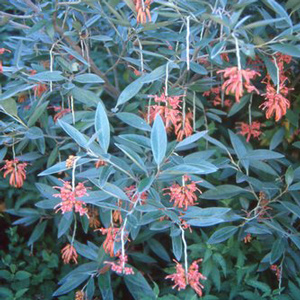 Murray Valley Queen Grevillea