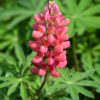 My Castle Lupine