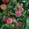 Myron Peach
