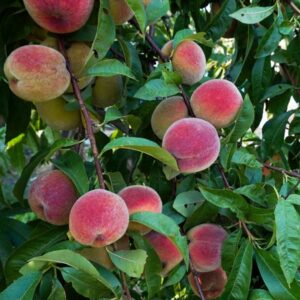 Myron Peach